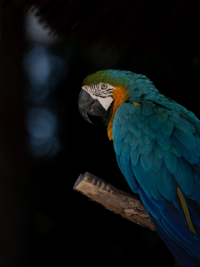 macaw