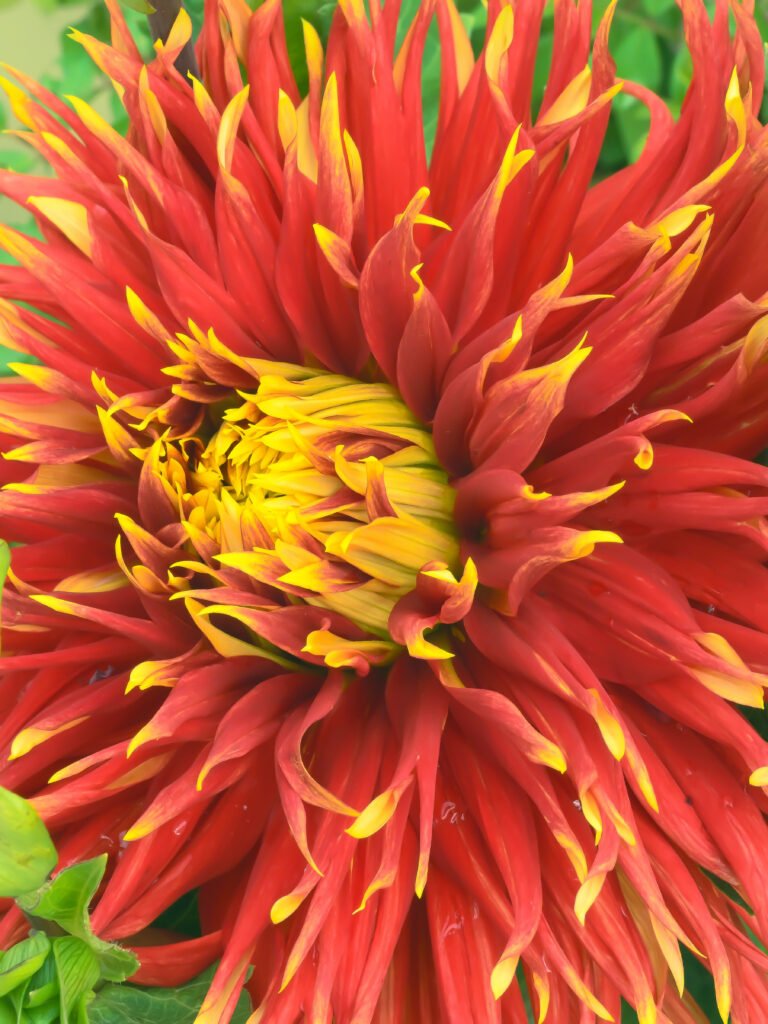 fiery red flower
