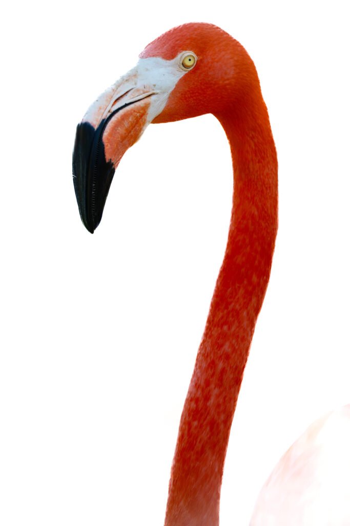 flamingo close up