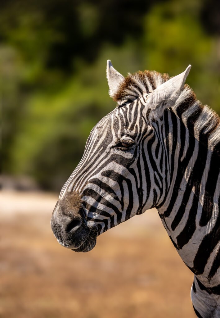 zebra photo