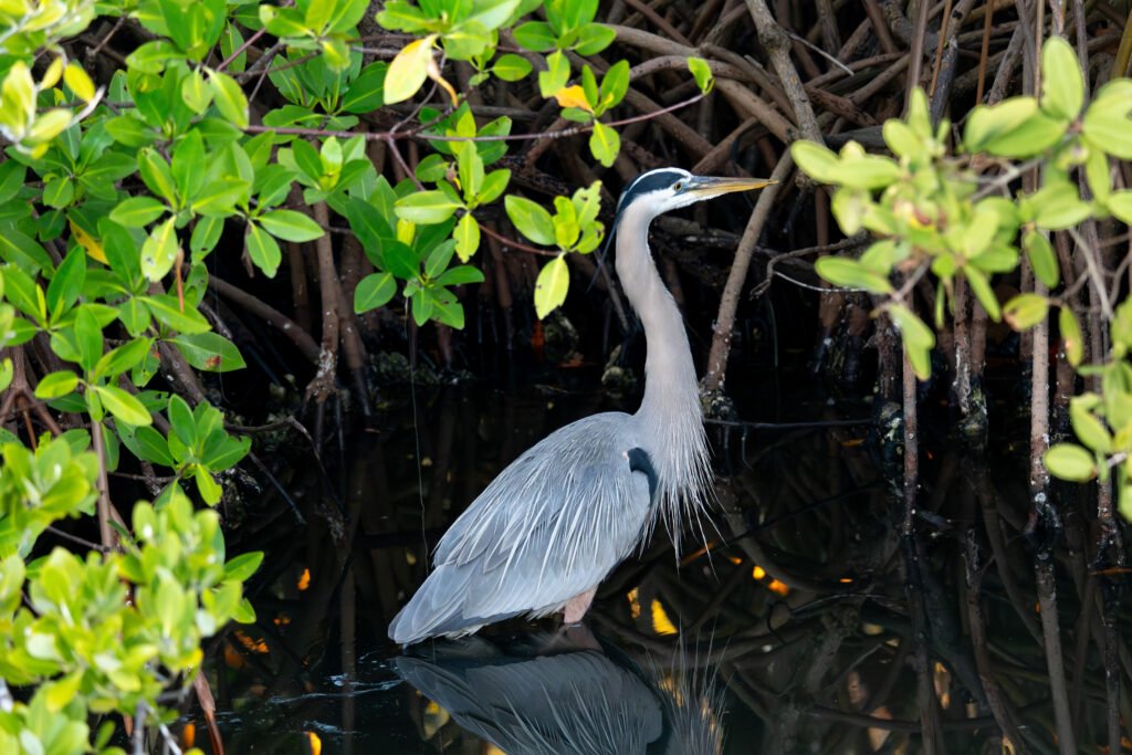 great heron