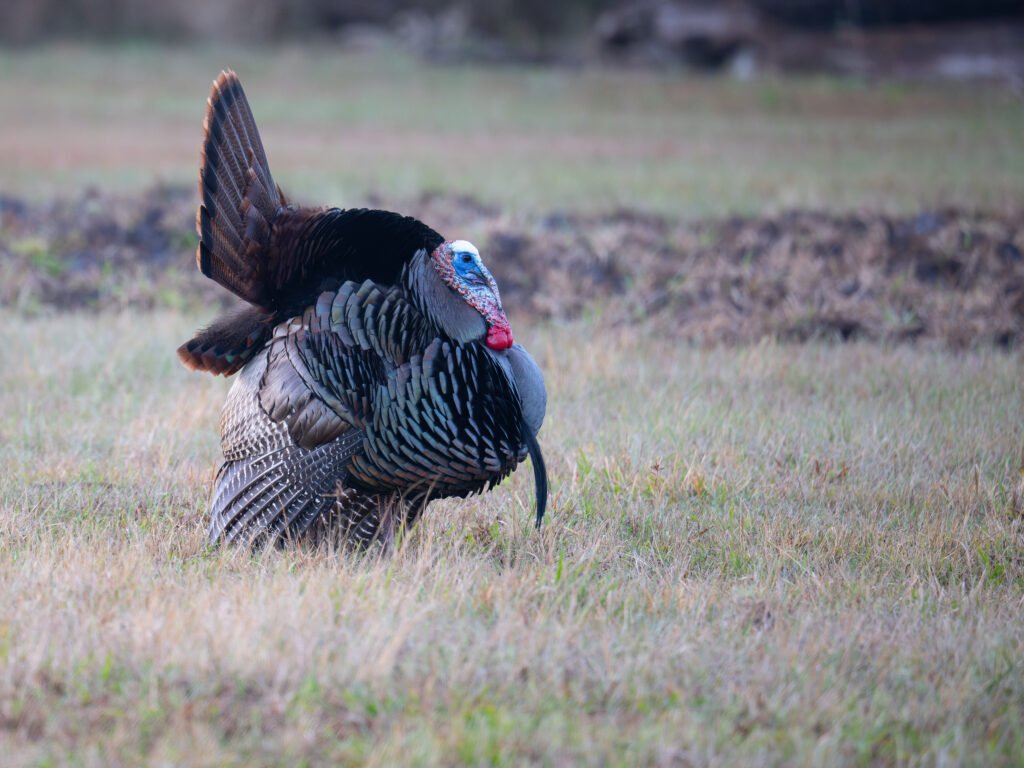 florida osceola turkey
