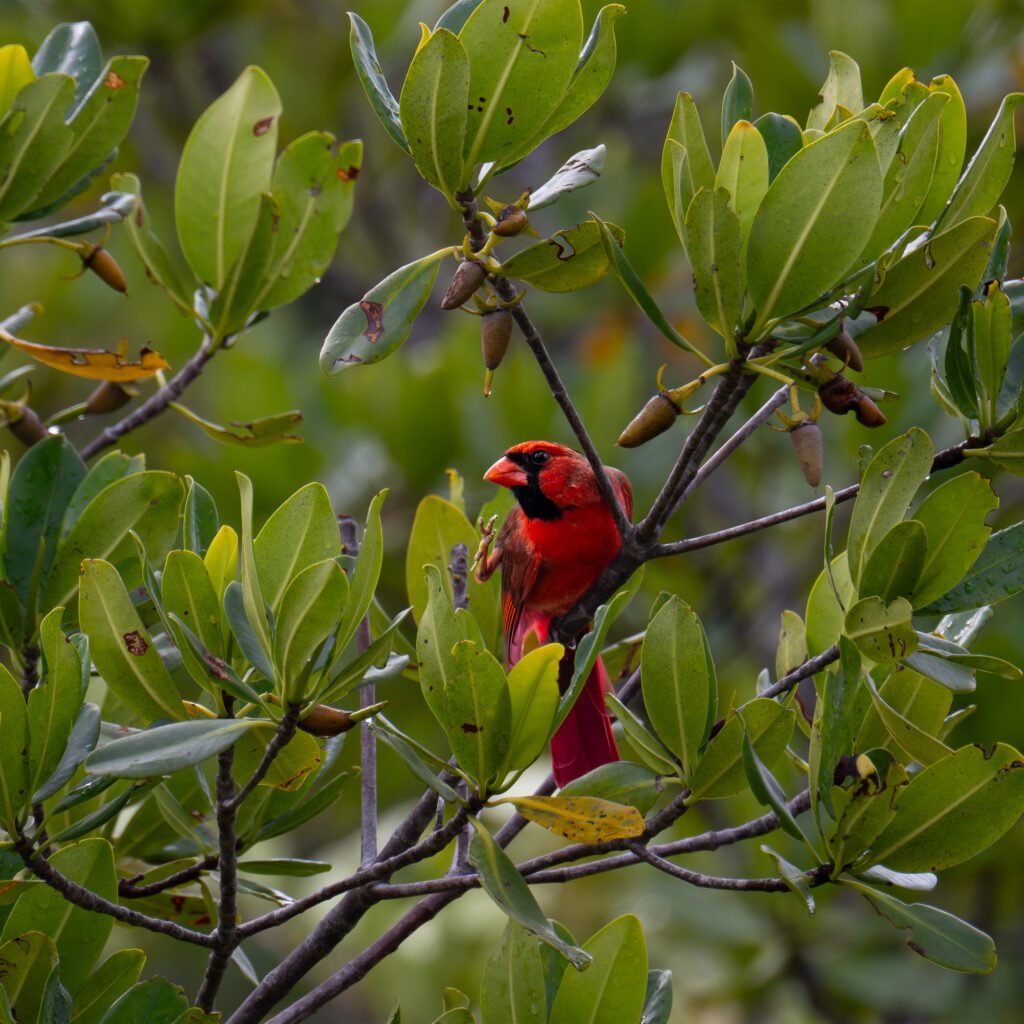 red cardinal in tree