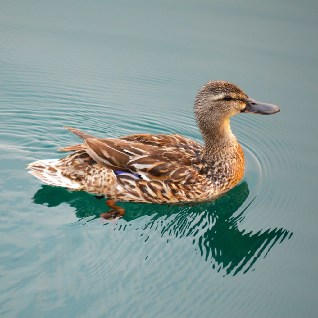 duck on water