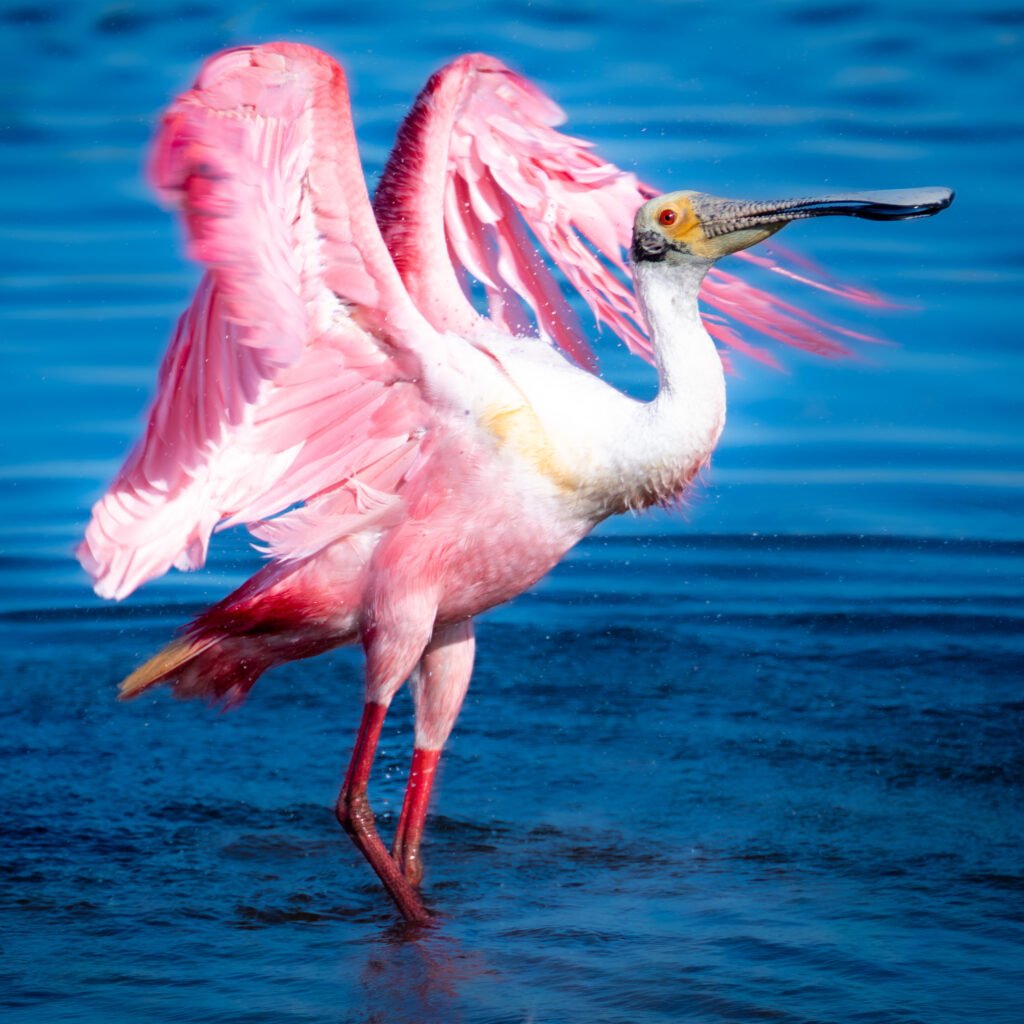 spoonbill