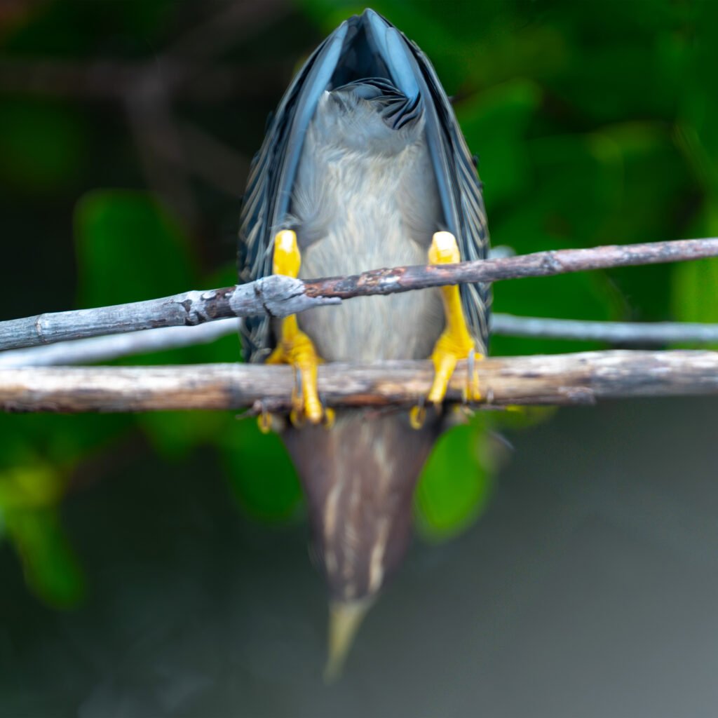 upside down bird