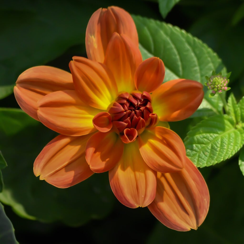 orange and yellow flower