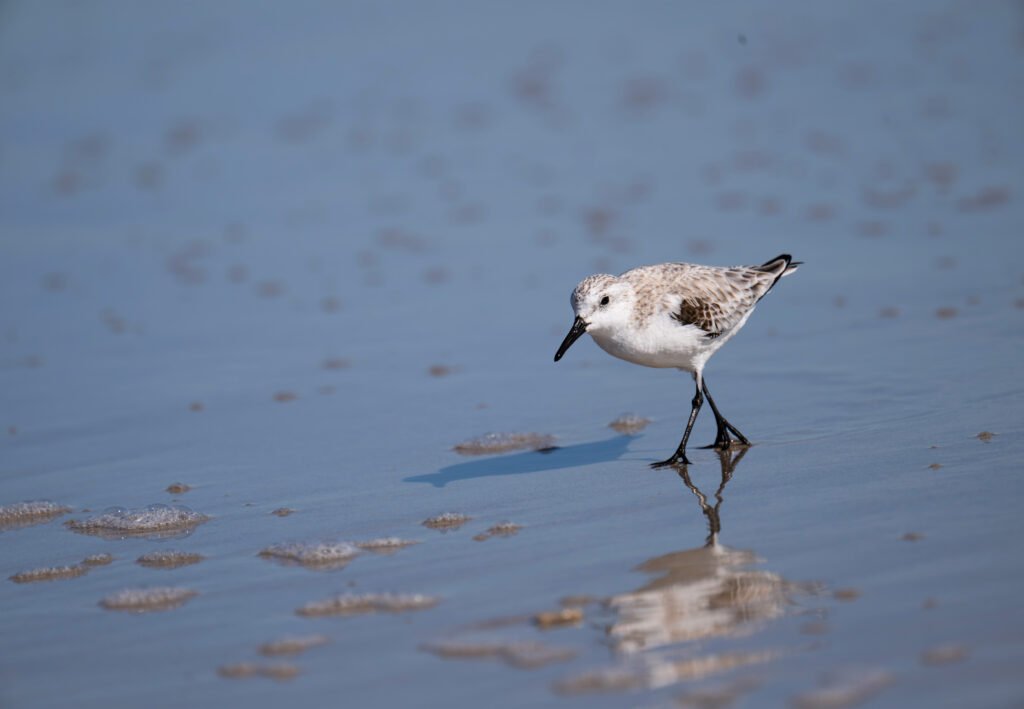 sandpiper
