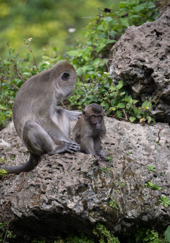 mama monkey with baby
