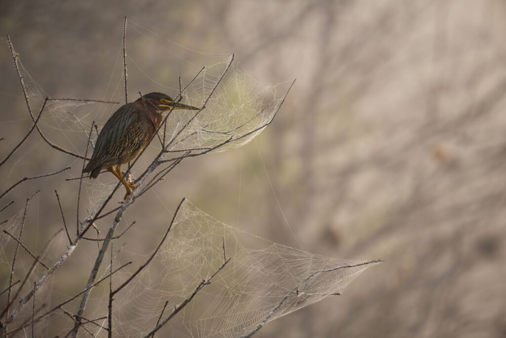 heron in spider webs