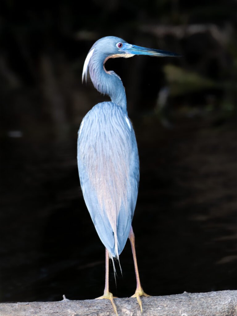 tri colored heron
