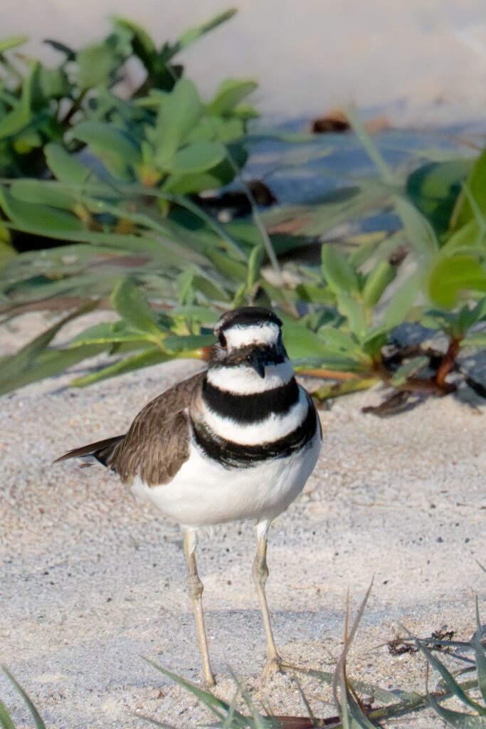 killdeer shore bird