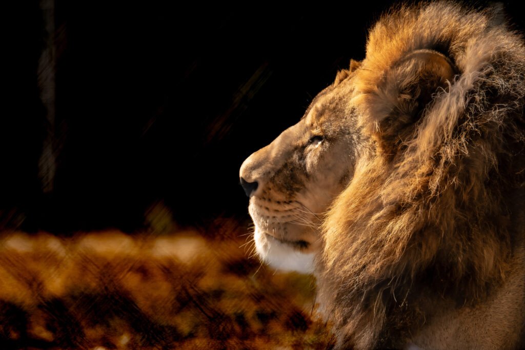 lion