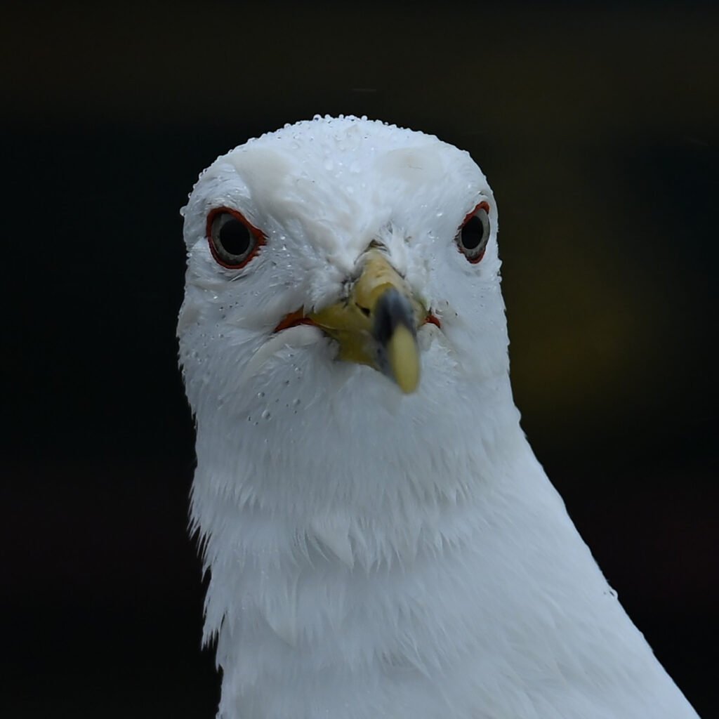 seagull head