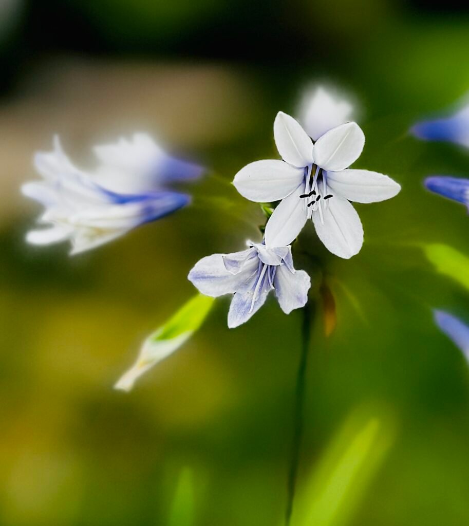white flower
